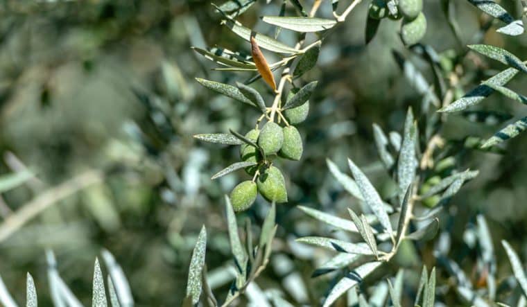 Huile d'olive Domaine de Panéry